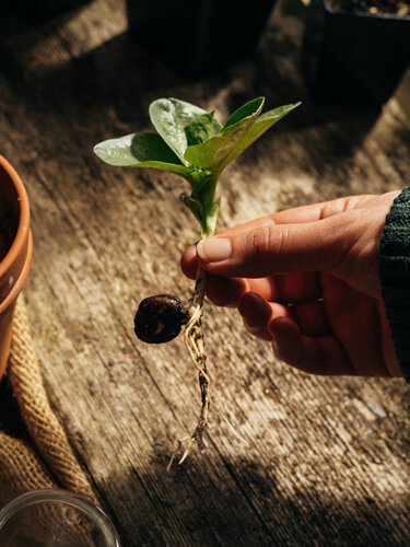 Hand holding a bean seedling with its seed and roots above a wooden table