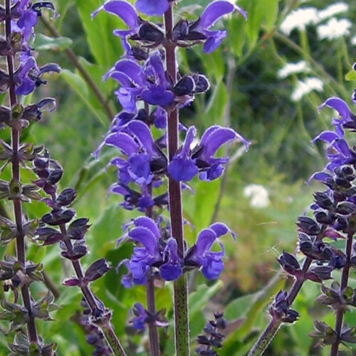 Violet-blue flower spikes of woodland sage