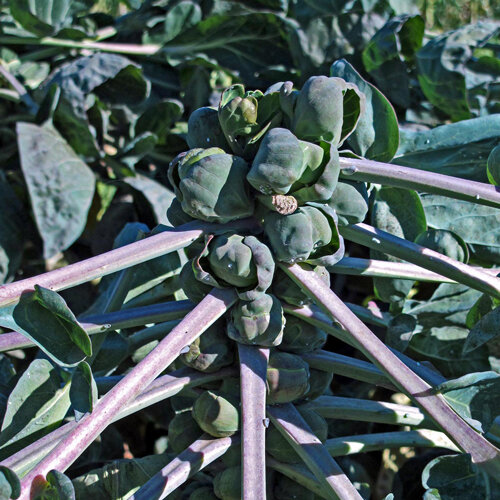 Brussels sprout 'Red Ball' with tightly packed sprouts on the stem and purple-tinged leaf stalks