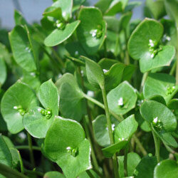Winter purslane with round leaves and small white flowers