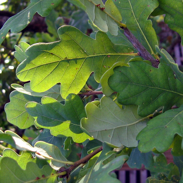 Lobed green oak leaves on a branch