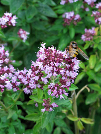 Flowering oregano with pink flower clusters visited by a hoverfly
