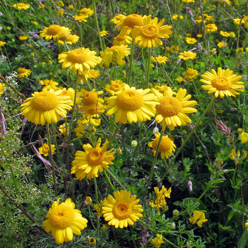 Dyer's chamomile (Anthemis tinctoria) with bright yellow flowers