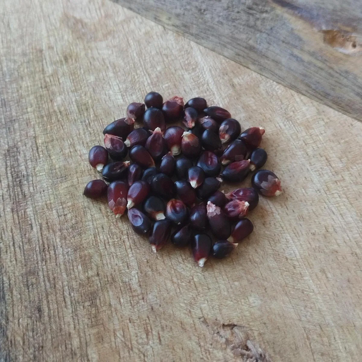 Popcorn-Mais 'Dakota Black' (Zea mays) Samen