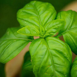 Basil shoot tip with glossy green leaves