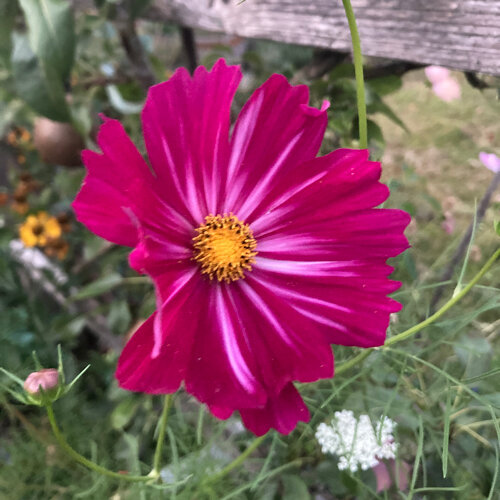 Magenta cosmos flower (Cosmos bipinnatus) with a yellow centre