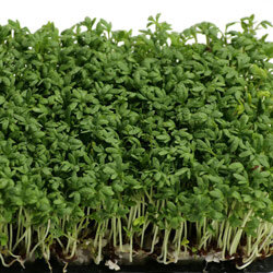 Densely grown cress with fine pale stems