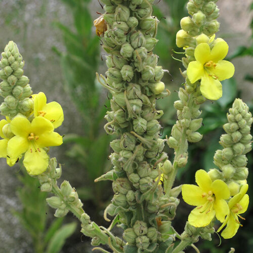 Mullein with yellow flowers on tall spikes densely set with buds