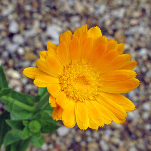 Pot marigold (Calendula officinalis) with a double orange-yellow flower