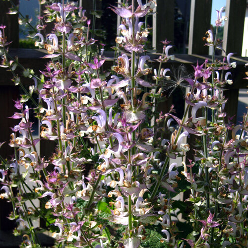 Clary sage (Salvia sclarea) in flower with pink and white flower spikes