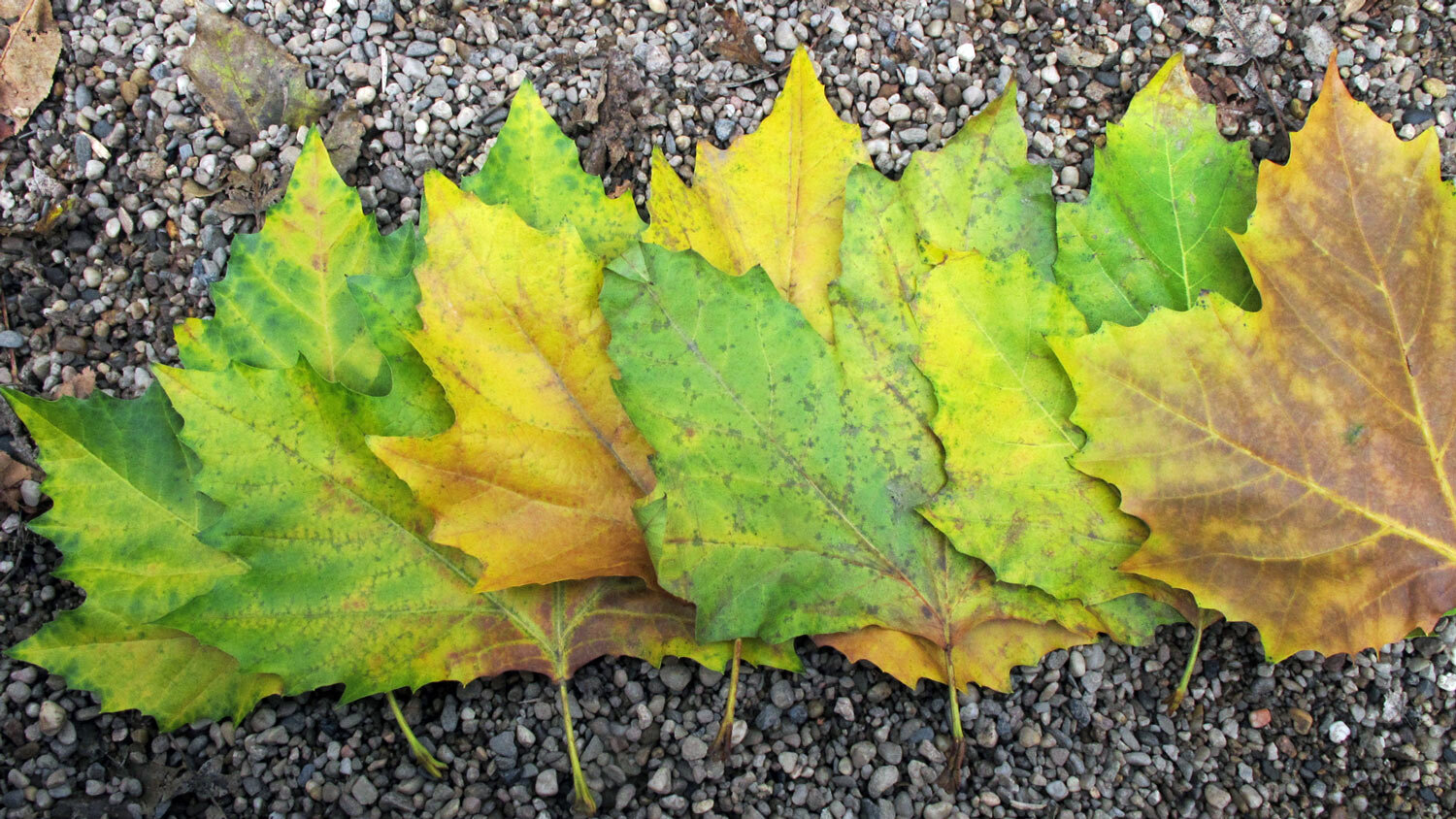 Colourful autumn leaves in green, yellow and brown laid in a row on gravel