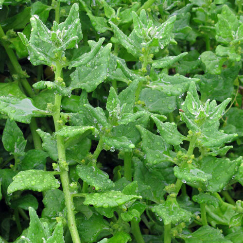New Zealand spinach with fleshy, triangular leaves and raindrops