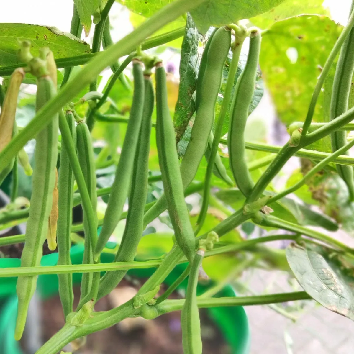 Adzukibohne (Vigna angularis) Samen