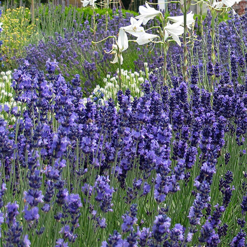 Flowering English lavender (Lavandula angustifolia) in a dense stand, white flowers behind