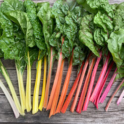 Freshly harvested chard with white, yellow, orange and pink stalks