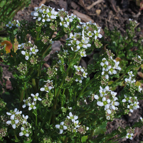Scurvygrass with small white flowers and fleshy leaves