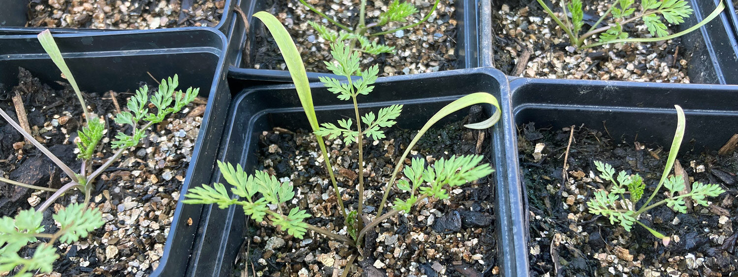Young plants with finely divided leaves in black starter pots, sown indoors