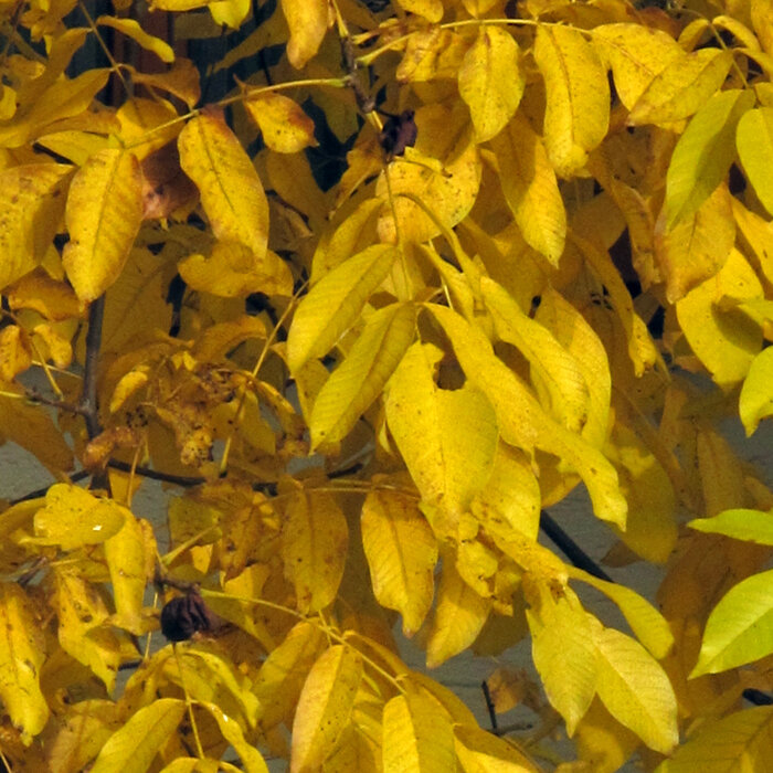 Walnut leaves turned yellow in autumn