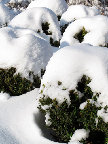 Clipped evergreen shrub balls weighed down by thick snow