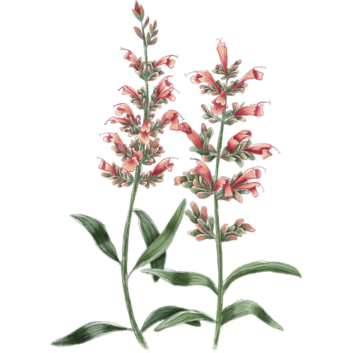 Agastache Varieties