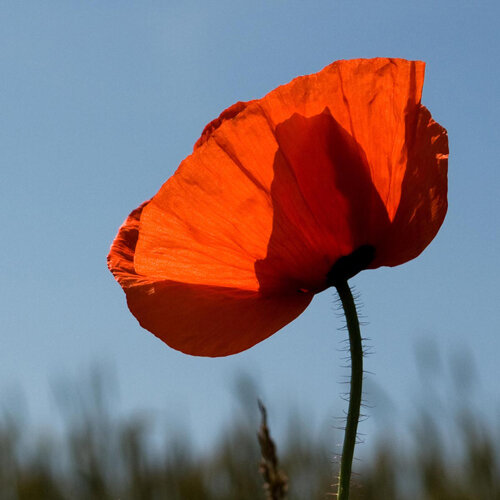 Common poppy (Papaver rhoeas), red flower against a blue sky