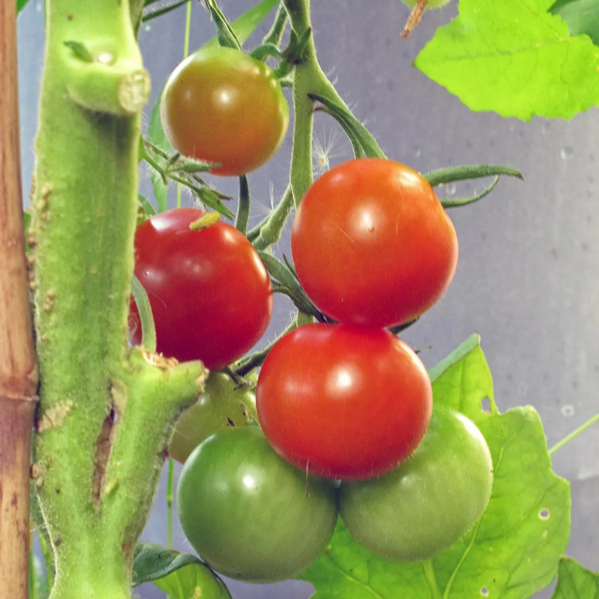 Cocktailtomate 'Zuckertraube' (Solanum lycopersicum) Bio Saatgut