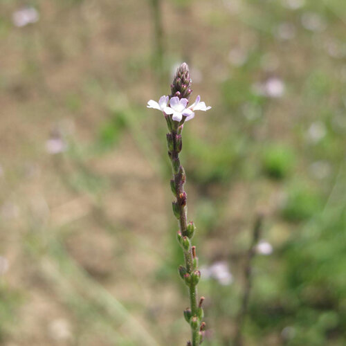 Vervain (Verbena officinalis) with delicate pale lilac flowers on a slender spike