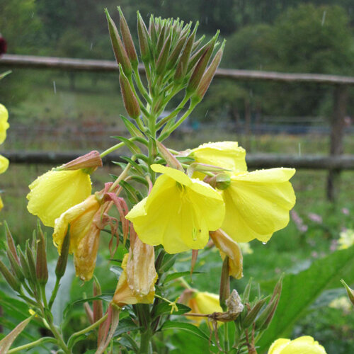 Evening primrose with yellow flowers and slender buds in the garden