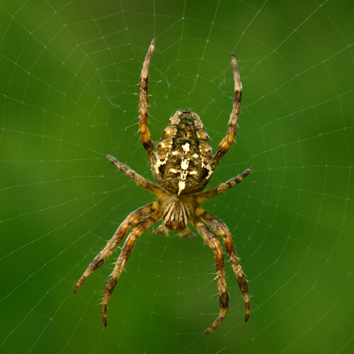 European garden spider (Araneus diadematus) with its cross marking in its orb web
