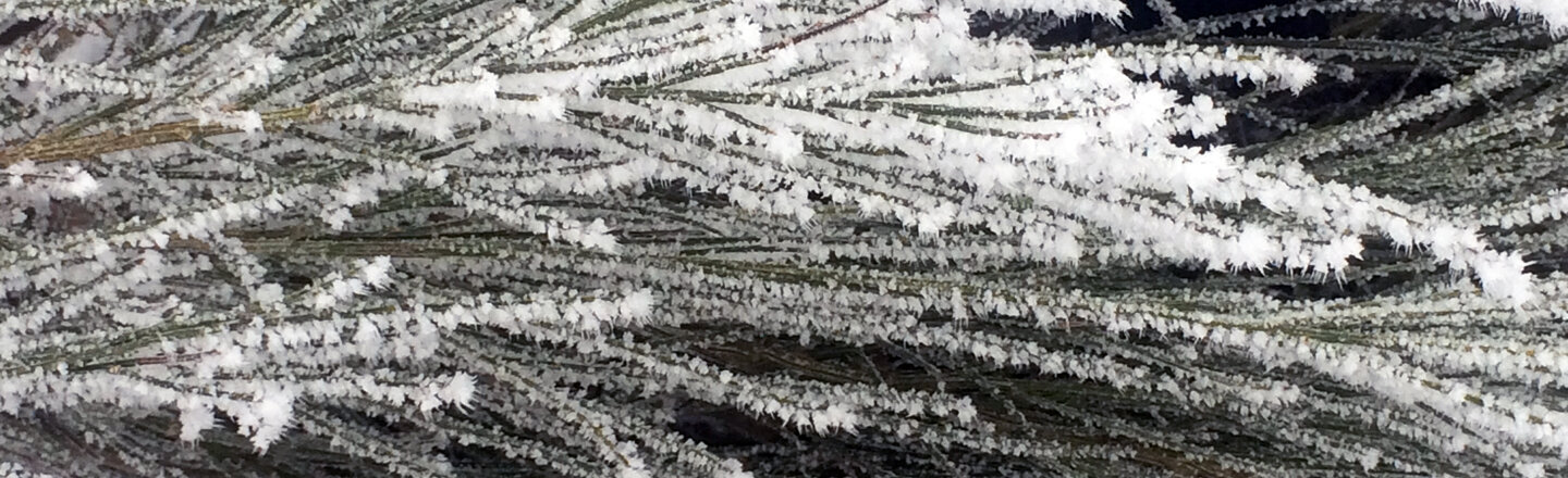 Needle-covered twigs coated in hoar frost in winter