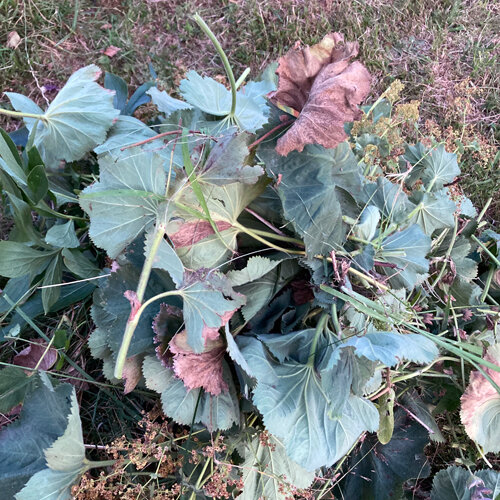Cut leaves and stems of lady’s mantle lying on the lawn as clippings