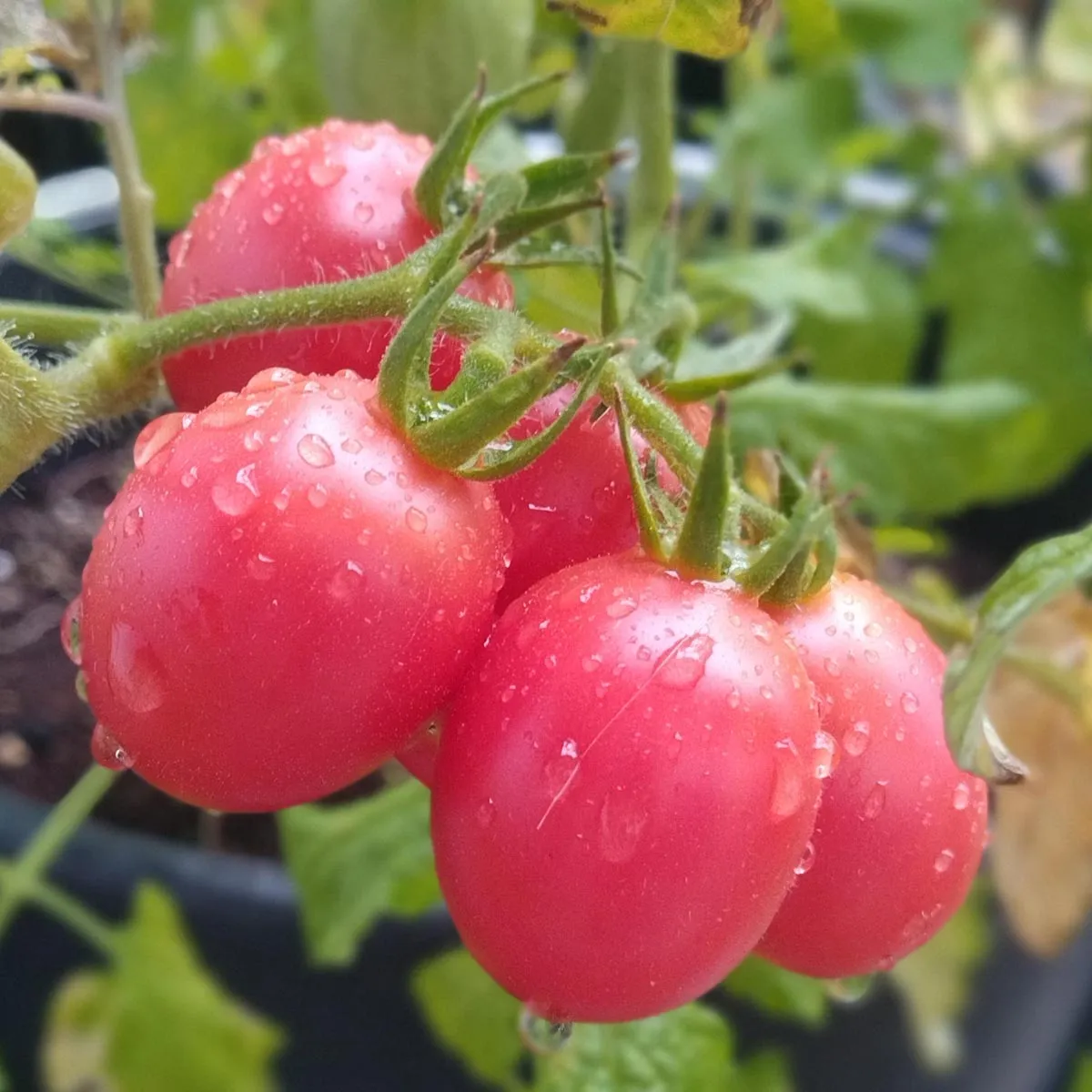Frühe Cocktailtomate 'Whippersnapper' (Solanum lycopersicum) Samen
