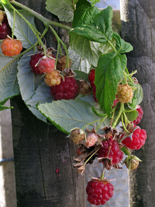Ripe and unripe raspberries on a cane against a wooden fence