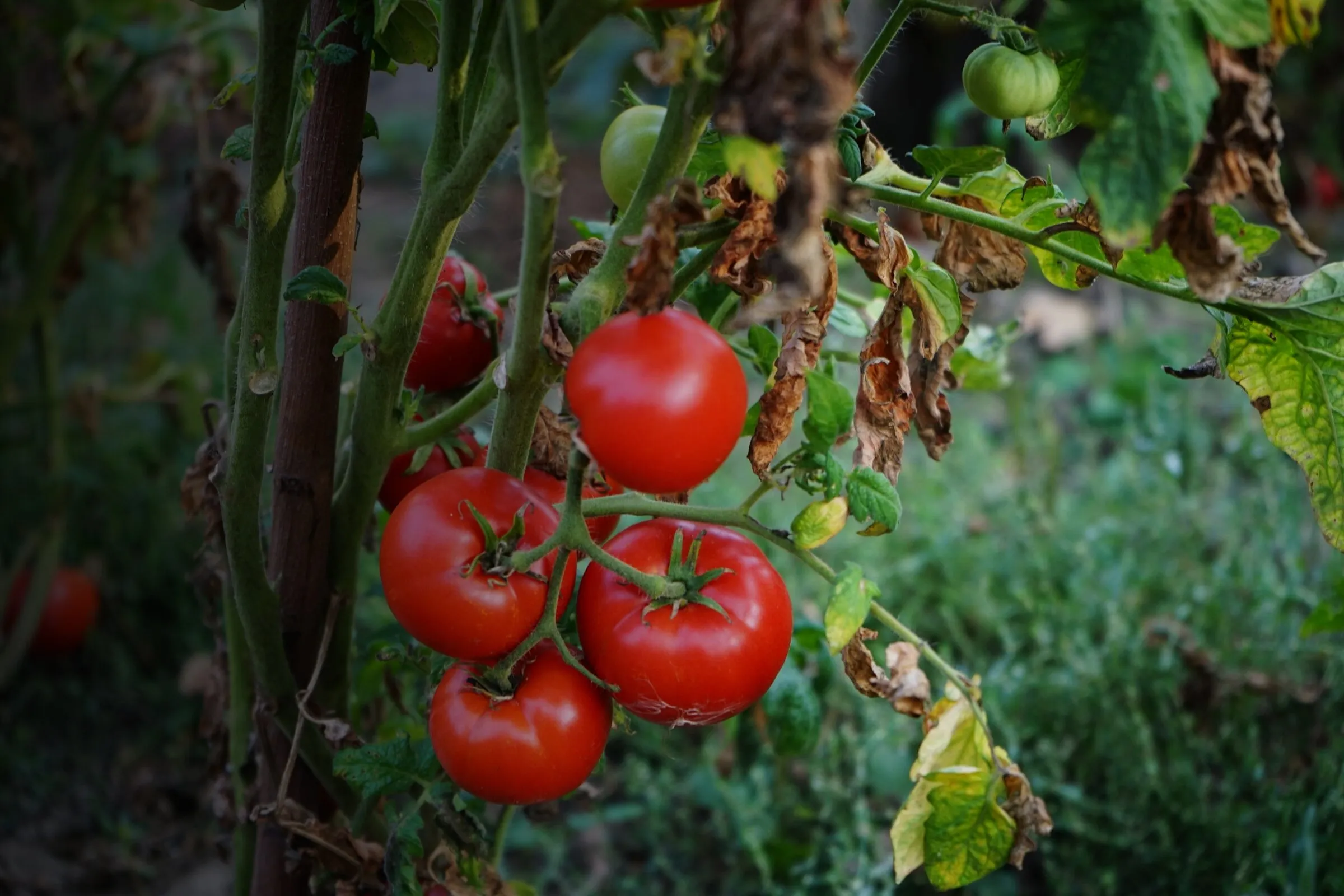 Rote Tomaten reifen an der Pflanze im Garten