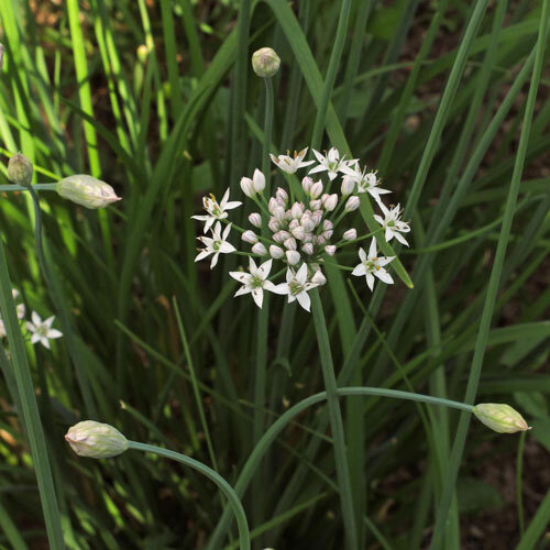 White star-shaped flowers of garlic chives among narrow leaves