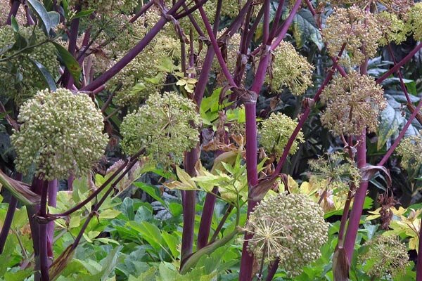 Angelica with round greenish flower umbels on dark purple stems