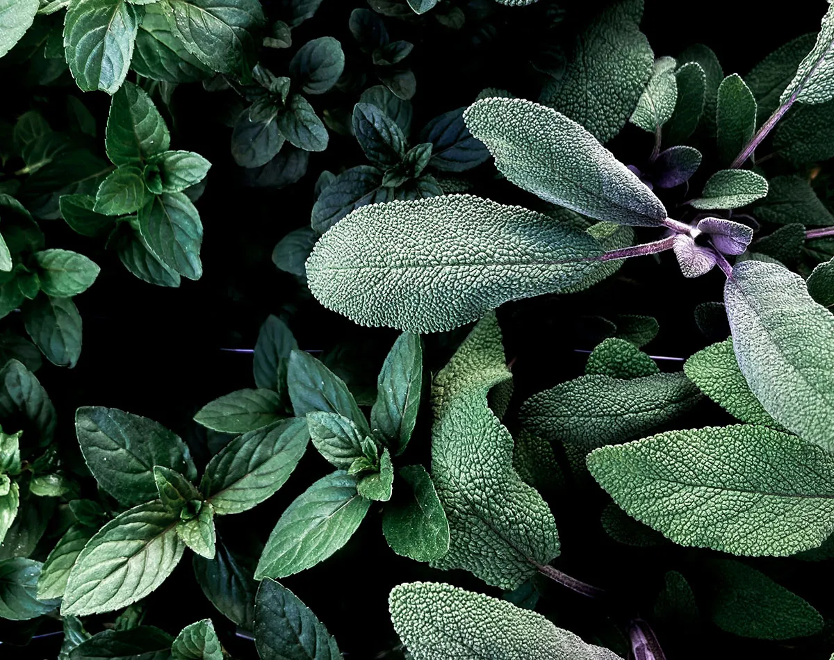Medicinal Plants