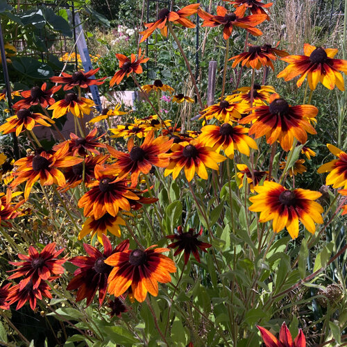 Black-eyed Susan 'Chocolate Orange' (Rudbeckia hirta) with yellow and reddish brown flowers