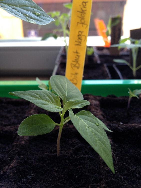 Sturdy young chilli plant in seed compost, with a label reading Bhut Naga Jolokia behind it