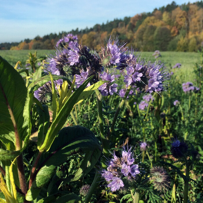 Phacelia (Phacelia tanacetifolia) in flower as green manure in a field in autumn