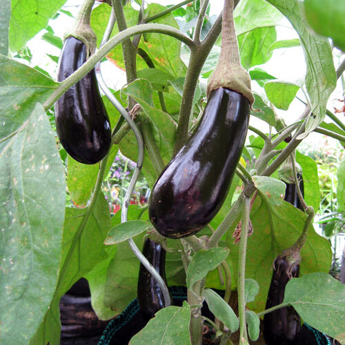 Dark purple aubergines ripening on the plant