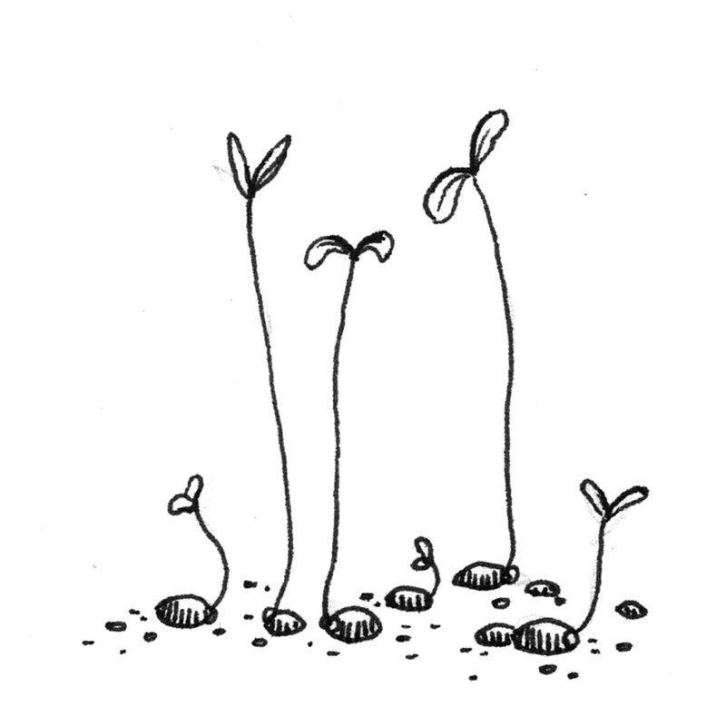 Drawing: young seedlings with seed leaves growing from seeds