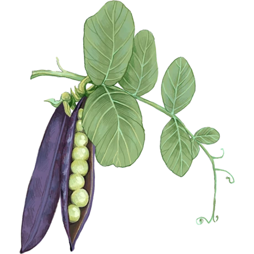 Peas