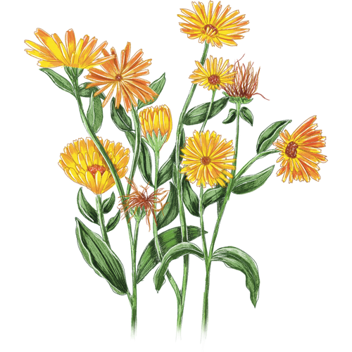 Pot Marigold