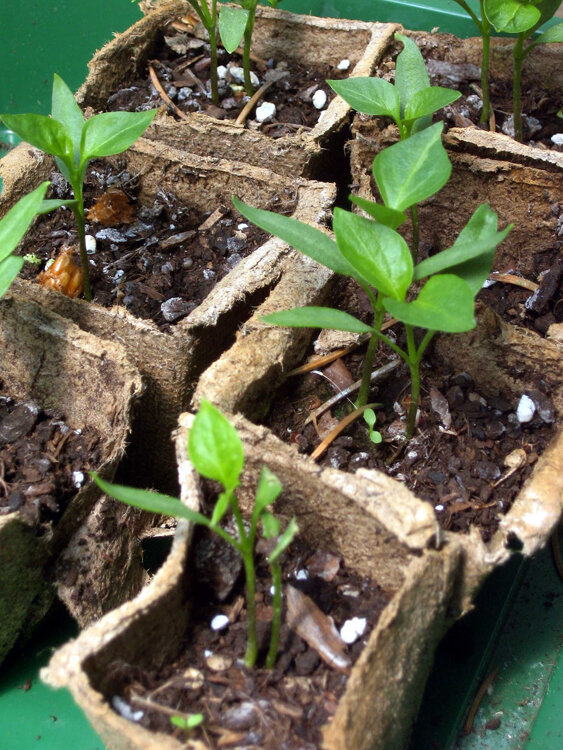 Young chilli plants in plant-fibre starter pots