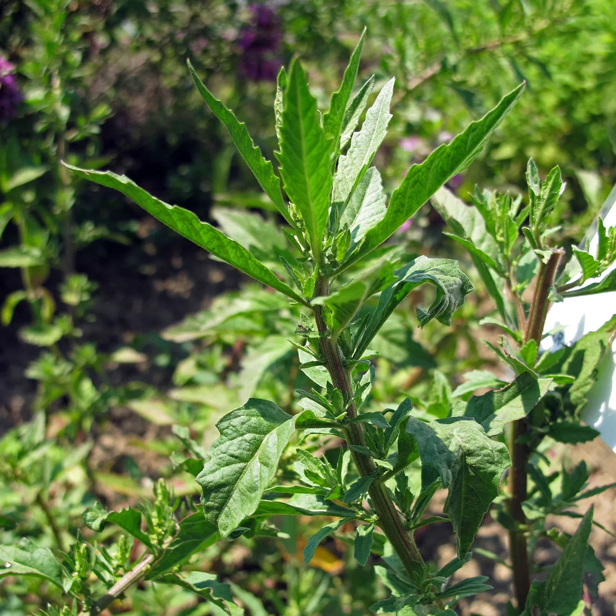 Epazote (Chenopodium ambrosioides) Samen