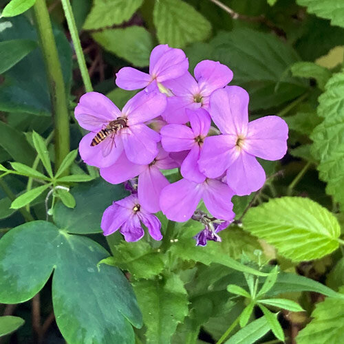 Dame's Rocket / Damask Violet (Hesperis matronalis) seeds