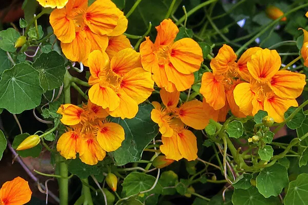 Nasturtium in flower