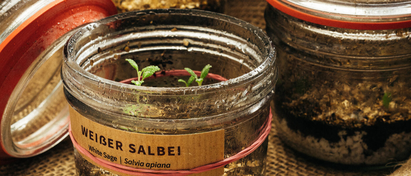 White sage (Salvia apiana) seedlings in labelled preserving jars filled with soil