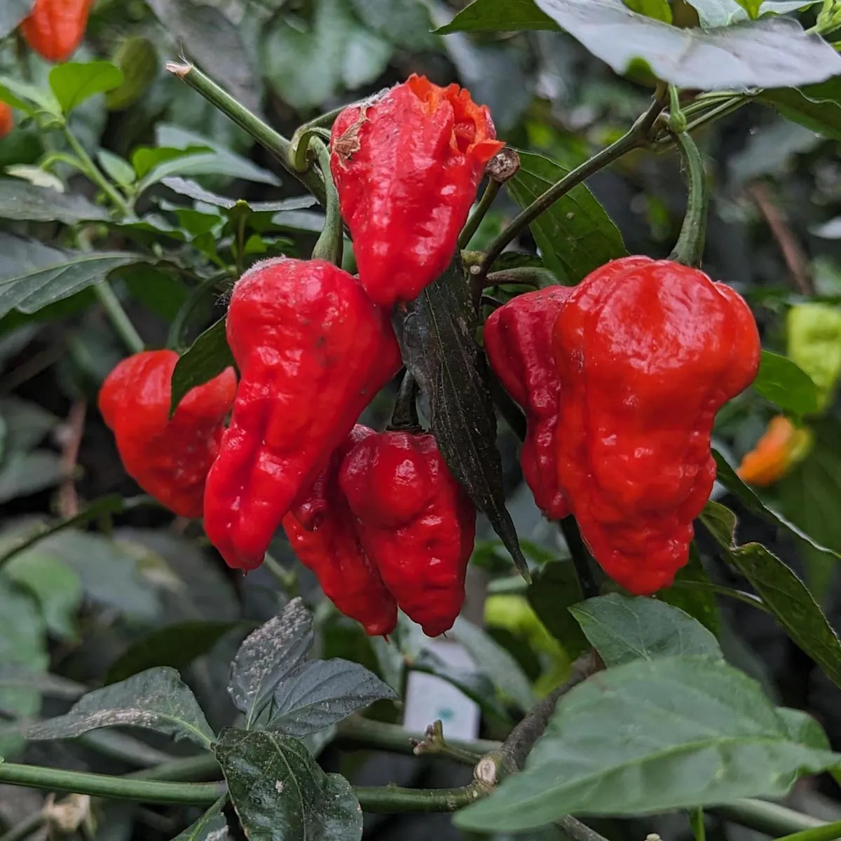 'Bhut Jolokia' Chili (Capsicum chinense) Samen